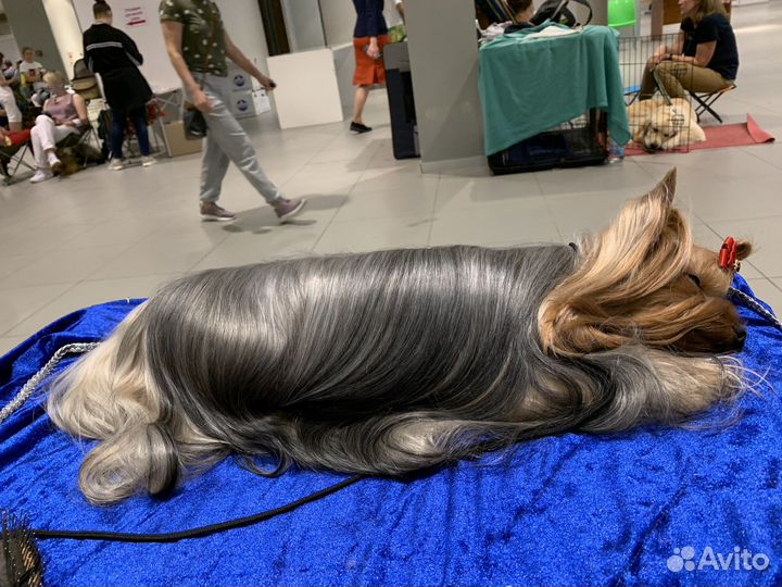 Йоркширский терьер