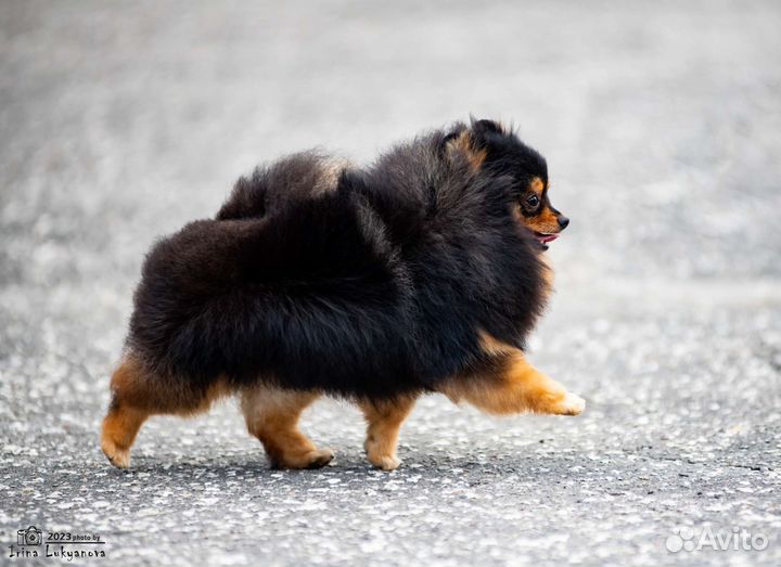 Померанский шпиц подрощенная девочка