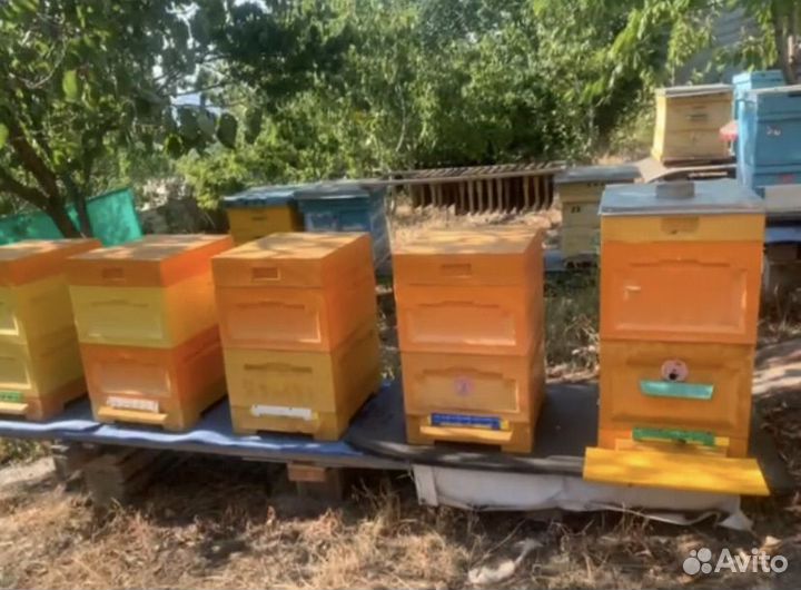 Пчелиные улья
