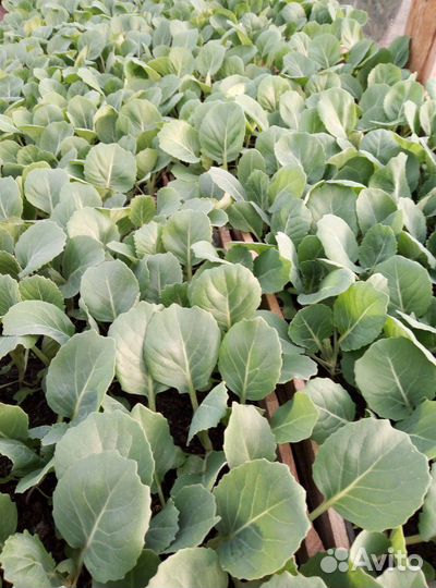 Рассада капусты