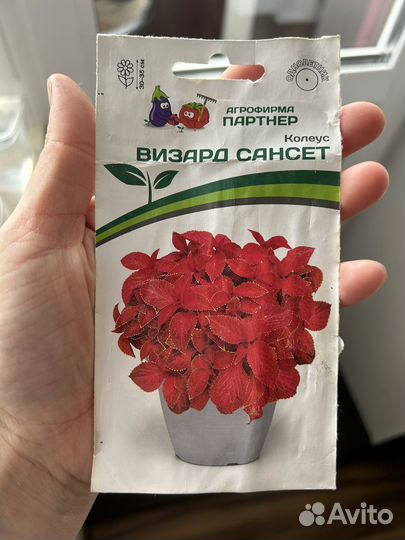 Колеус