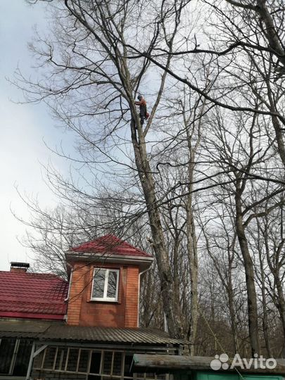 Спила деревьев
