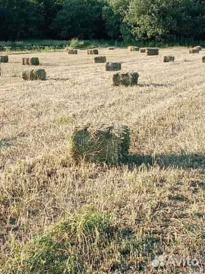 Сено в тюках