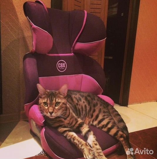 Кот бенгальский в дар