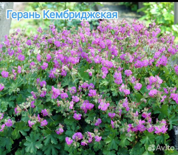 Растения для сада