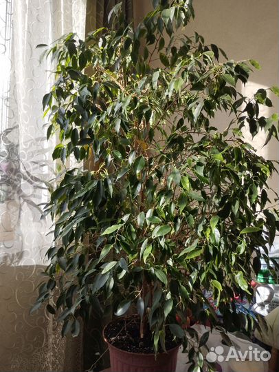 Фикус бенджамина большой