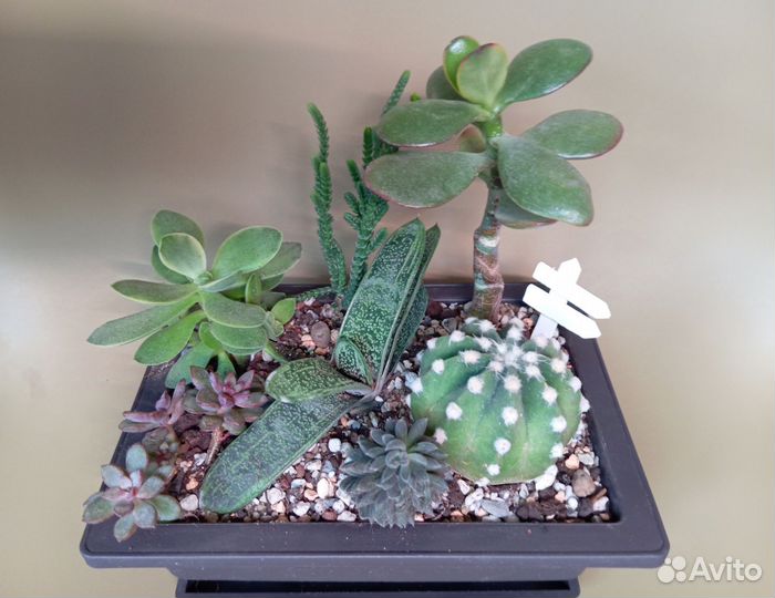 Композиции из суккулентов
