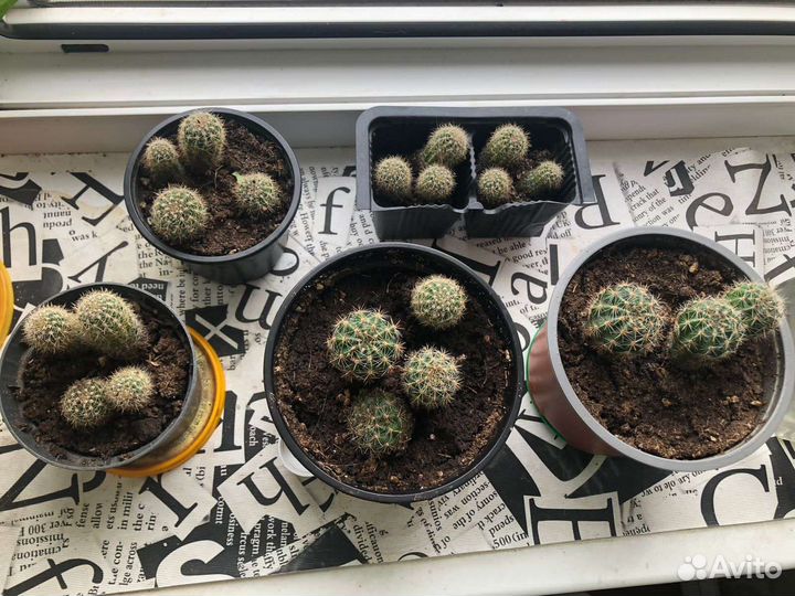 Комнатные цветы