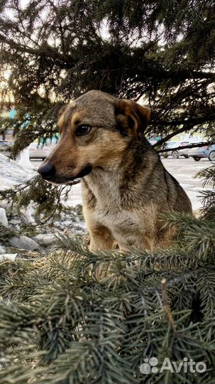 Собака в добрые руки