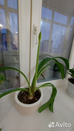 Гиппиаструм