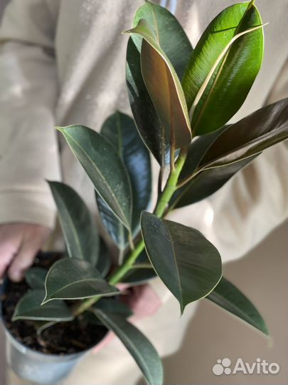 Фикус эластика мелани D14