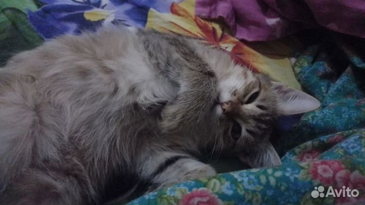 Котёнок (мальчик) в добрые руки