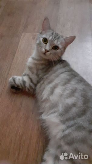 Кошка