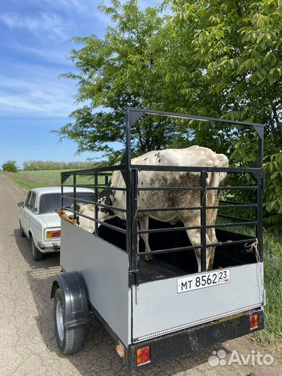 Убойный цех, перевозка и закупка крс