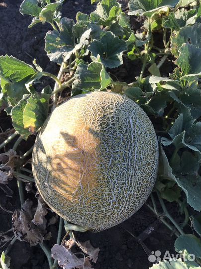 Дыня славия