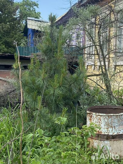 Саженцы сибирского кедра