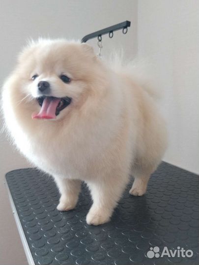 Стрижка собак