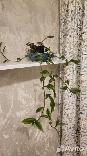 Традесканция