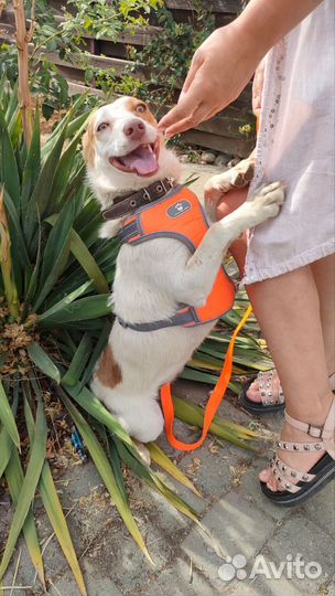 Девочка в добрые руки