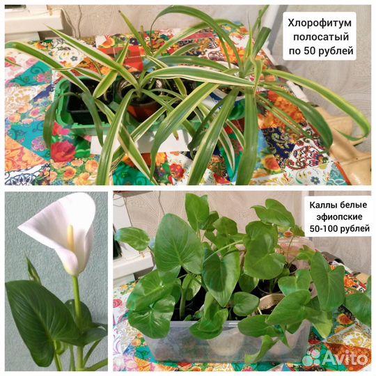 Хлорофитум и каллы белые