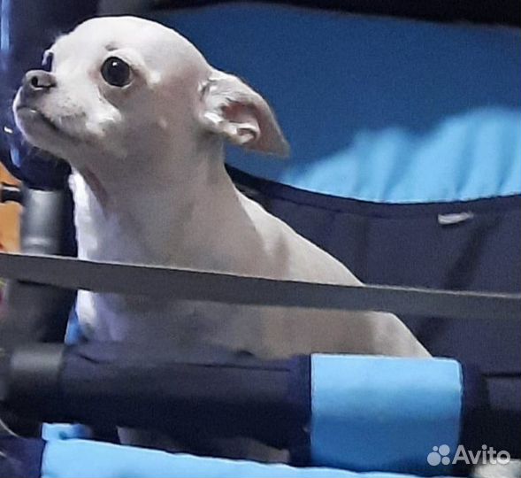 Щенок Чихуахуа девочка