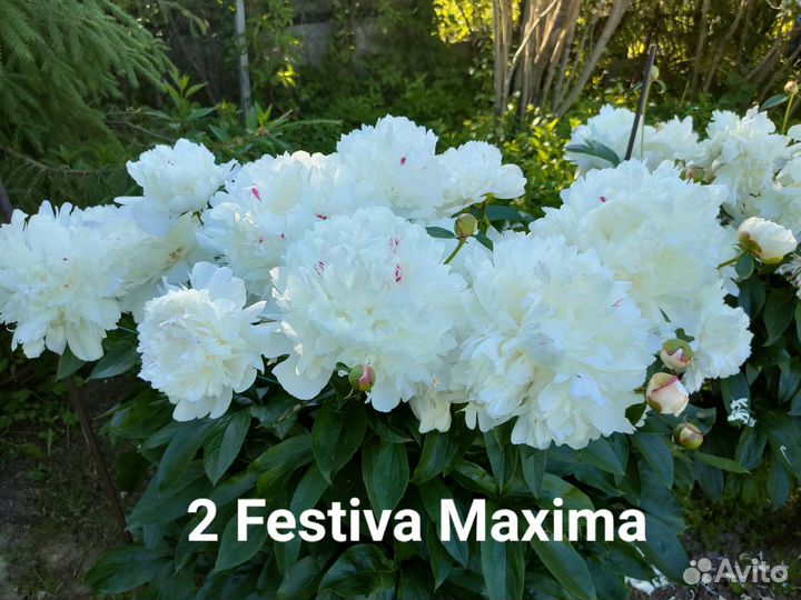 Festiva Maxima, пион Фестива Максима