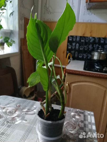 Аглаонема