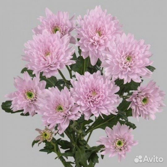 Хризантема кустовая