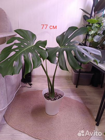 Крупномеры:Монстера,фикус Эластика,фикус Наташа