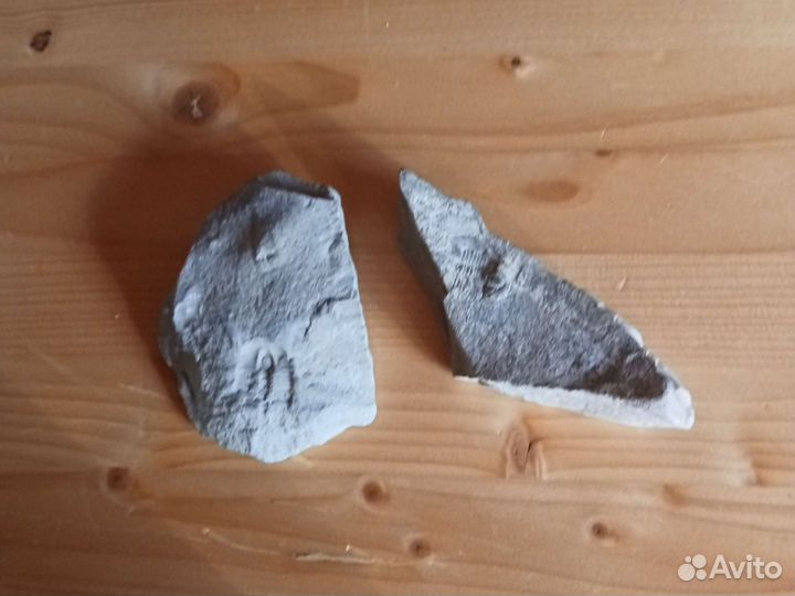 Окаменелости трилобиты