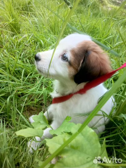 Собака, щенок