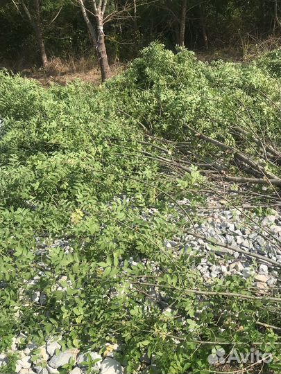 Лесозаготовитель