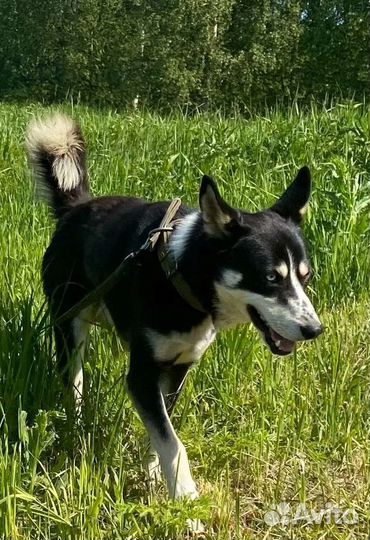 Сибирский хаски