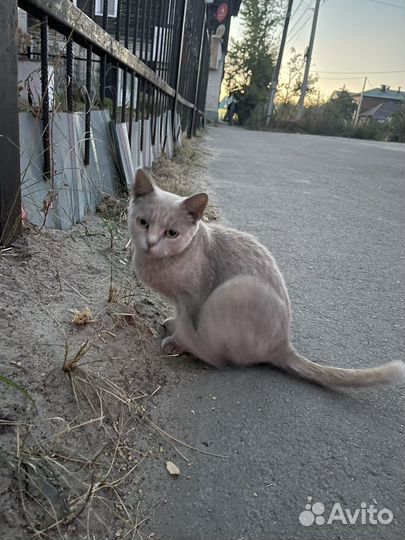 Кошечка в добрые руки