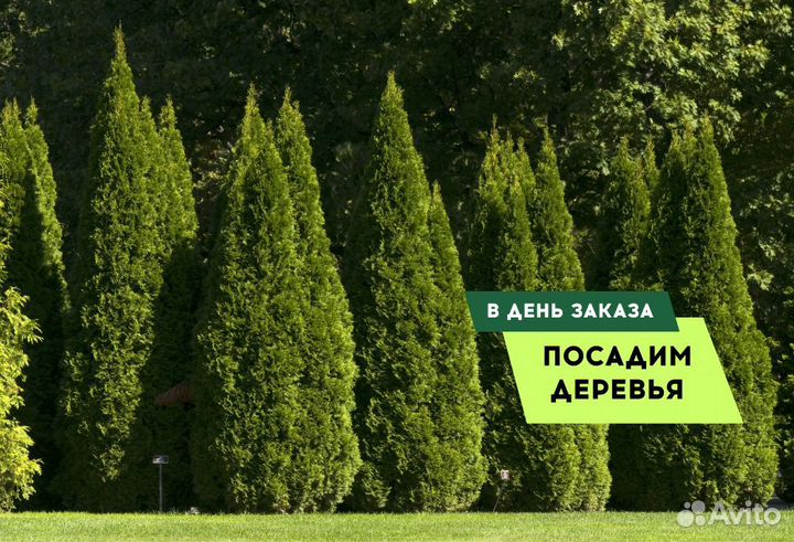 Туя вип Колумна