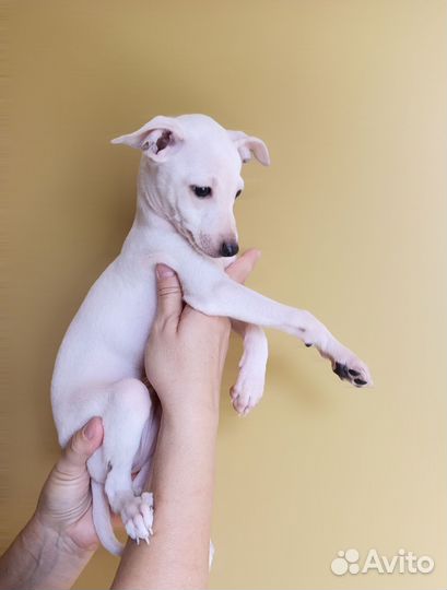 Щенки левретки