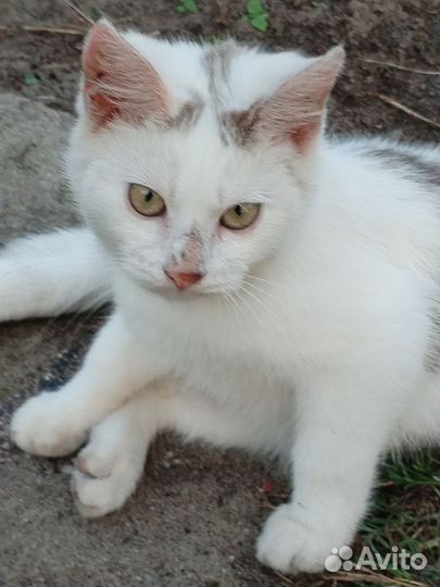 Котята ищут дом