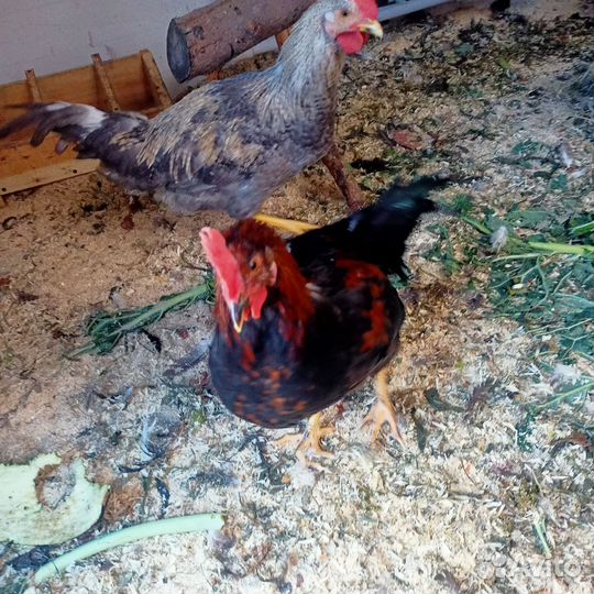 Молодые петухи