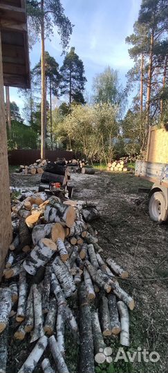 Спил деревьев