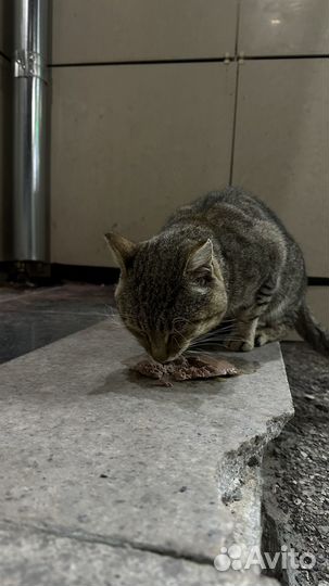 Котик в добрые руки