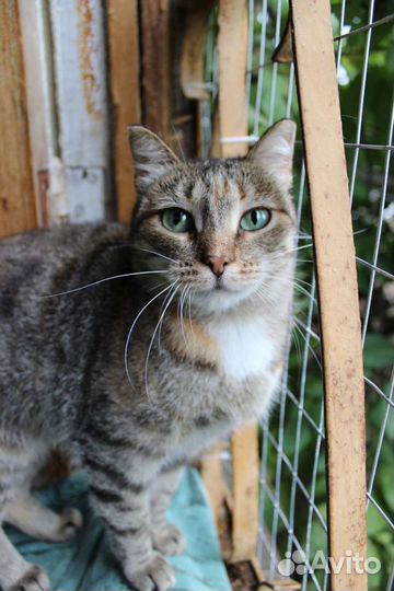 Кошка Анфиса