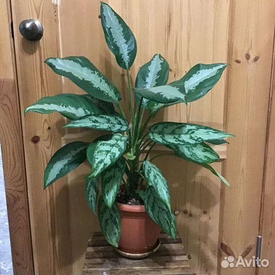 Аглаонема Комнатные цветы