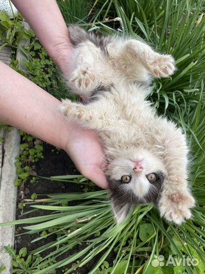 Отдам в добрые руки