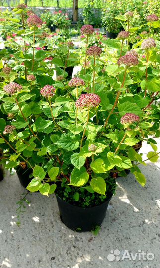 Гортензия древовидная розовая