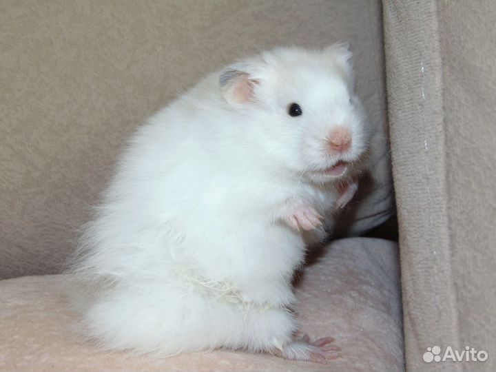 Сирийские хомяки из питомника