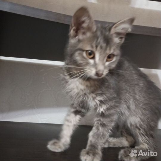 Отдам котят в хорошие руки