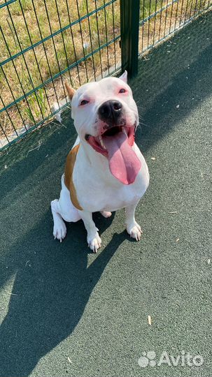 Питбуль вязка