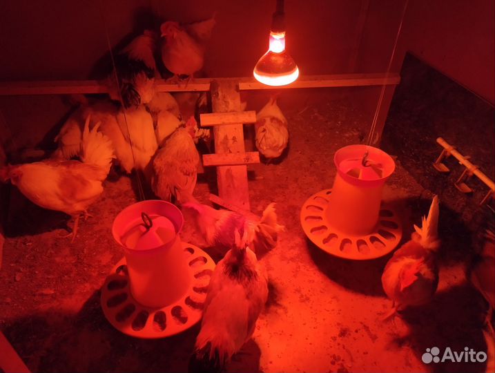 Молодые петухи