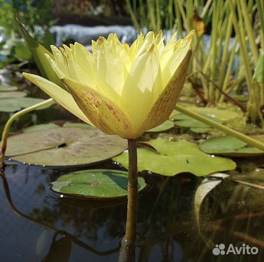 Растения для Пруда