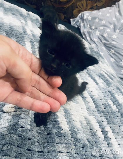 Отдам котят